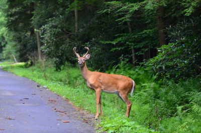 Deer standing in a forest