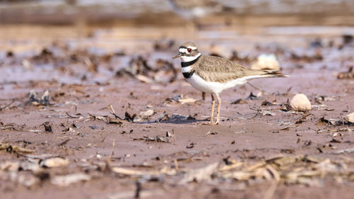 A killdeer on the shore of a river