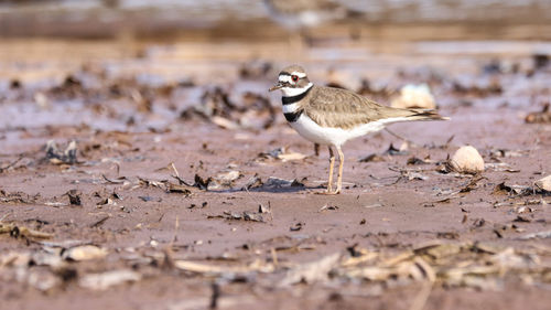 Side view of seagull on sand