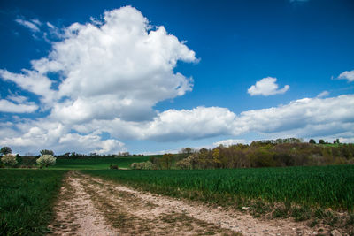 Scenic view of agricultural field against sky