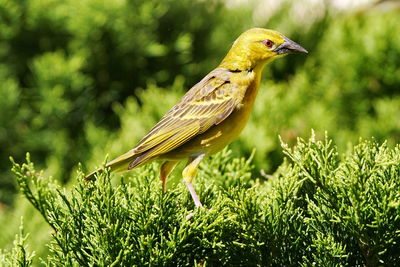 Close-up of bird perching on grass