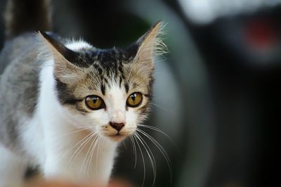 Close-up portrait of a cat