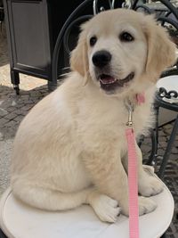 Portrait of dog sitting outdoors