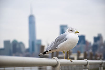 Close-up of seagull perching on railing