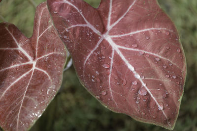 Close-up of raindrops on wet leaves