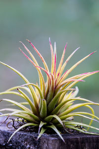 Close-up of plant growing in field