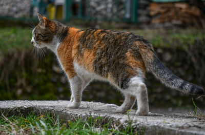 Close-up of cat on grass