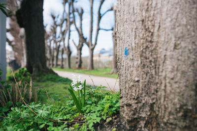 Close-up of plant growing on tree trunk