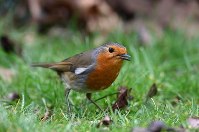 Close-up of bird perching on a field