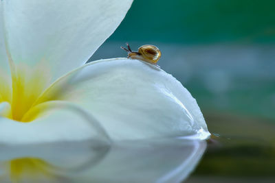 Close-up of insect on white flower