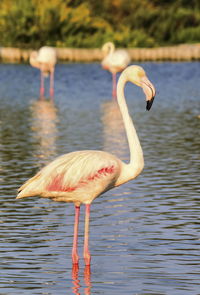 Peaceful flamingo standing in the water in camargue by day, france