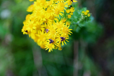 Insects pollinating on yellow flower