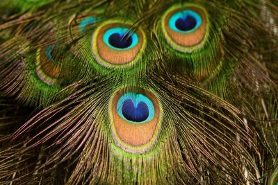 Full frame shot of peacock