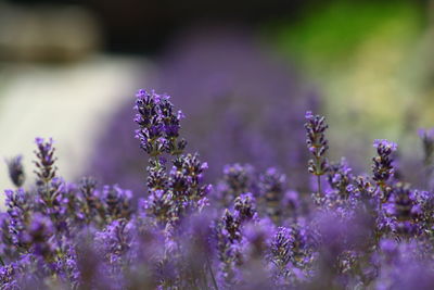 Close-up of purple flowering plants on field