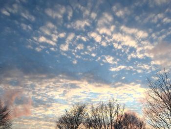 Low angle view of trees against cloudy sky