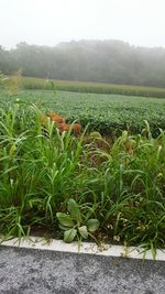 Scenic view of agricultural field