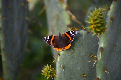 Butterfly on flower