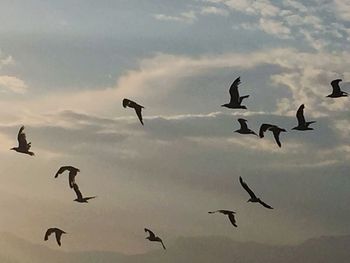 Low angle view of birds flying in sky