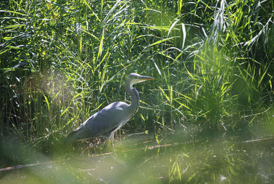 High angle view of gray heron perching on grass