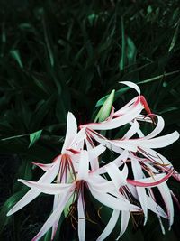 Close-up of plant