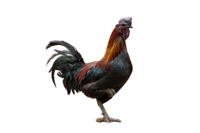 Bird flying over white background