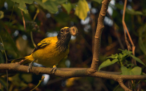 Close-up of bird perching on branch