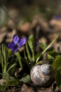 Close-up of purple crocus flower