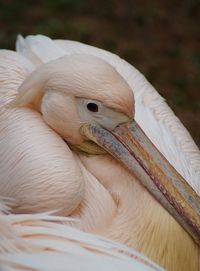 Close-up of pelican