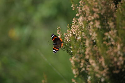 Close-up of butterfly pollinating on plant