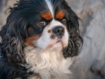 Close-up portrait of a dog
