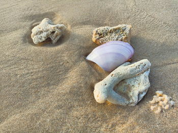 High angle view of shells on sand