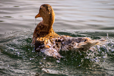 High angle view of female mallard duck swimming in lake