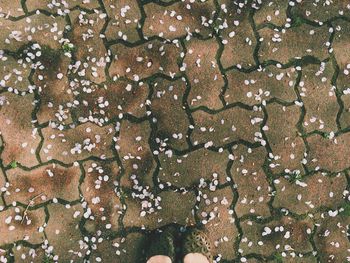Cropped image of woman standing on footpath with cherry blossom petals