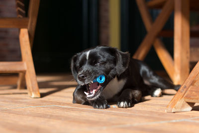 Close-up portrait of dog