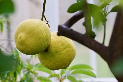 Close-up of fruit growing on tree