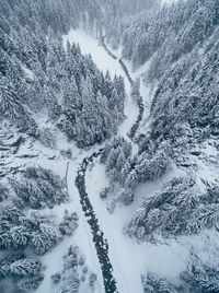 Aerial view of pine trees on snow covered landscape