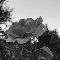 Close-up of fresh flower blooming against sky