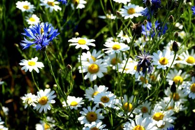 Close-up of white flowering plants on field