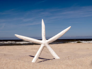 White starfish stuck into the sand