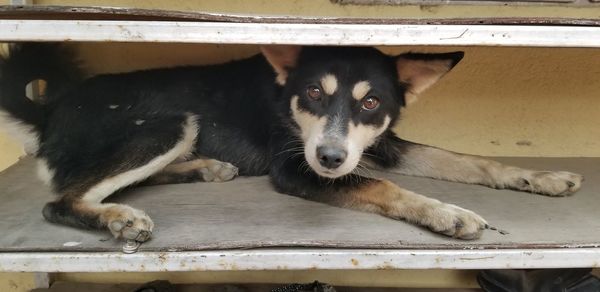 Portrait of dog lying down on wood