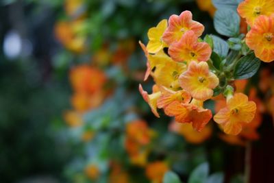 Close-up of yellow flowering plant