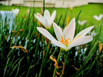 Close-up of white crocus flower