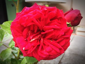 Close-up of pink rose