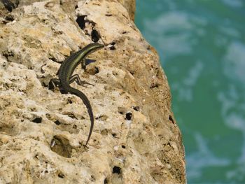 Close-up of lizard on rock