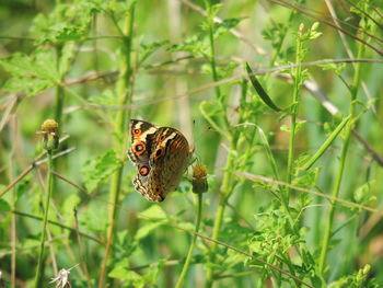 Close-up of butterfly on leaf