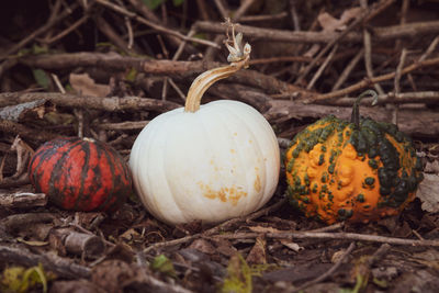 Close-up of pumpkin on field