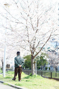 Full length rear view of man walking by cherry trees