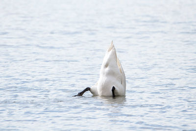 Duck swimming in sea