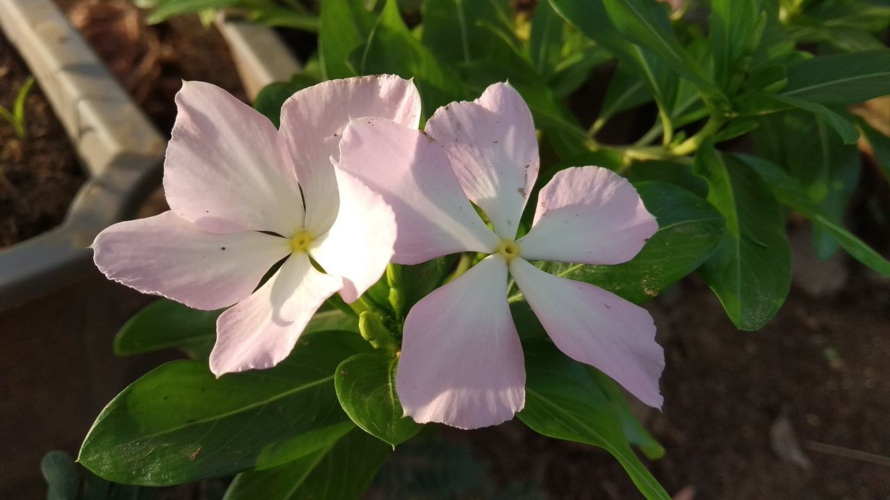 CLOSE-UP OF WHITE ROSE FLOWER