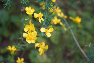 Close-up of yellow flowering plant on field